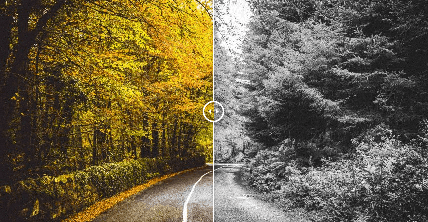 Before-and-after image processing comparison: a forest road photo shown side by side in color and black-and-white