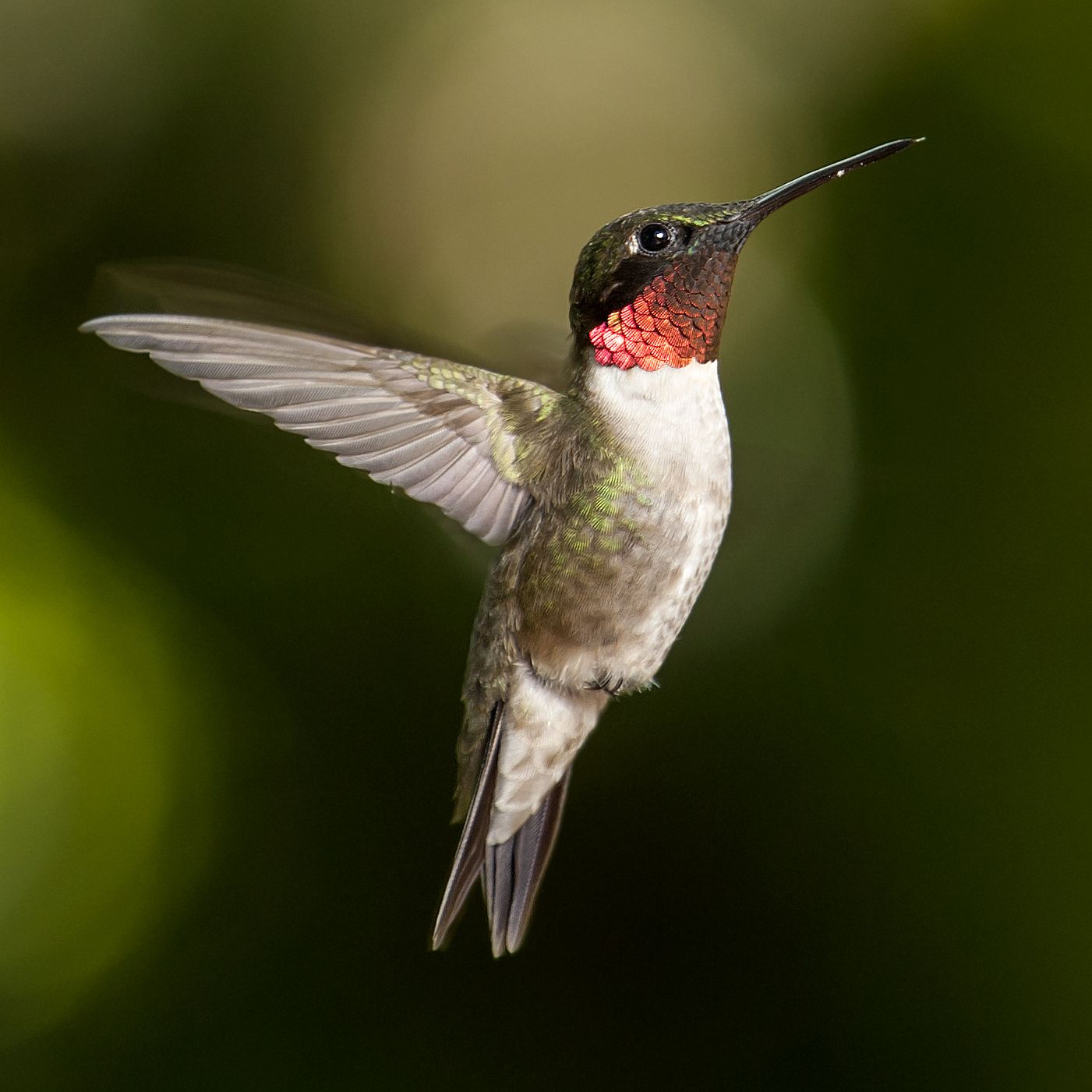 A hummingbird hovering mid-flight against a green background, echoing Aleph Alpha's sovereign model Kolibri (German for hummingbird)